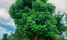 我多想当棵大树