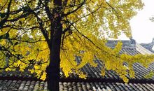 有时我也想化为古刹中那棵银杏