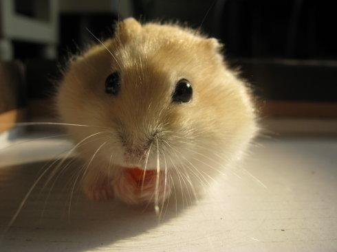 我的小客人仓鼠