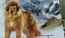 犬王麦穗读后感