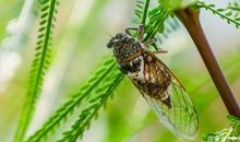 在“知了”声中长大