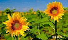 阳光一直很灿烂