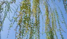 又是杨柳风起时