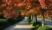 秋天，校园里的秘密