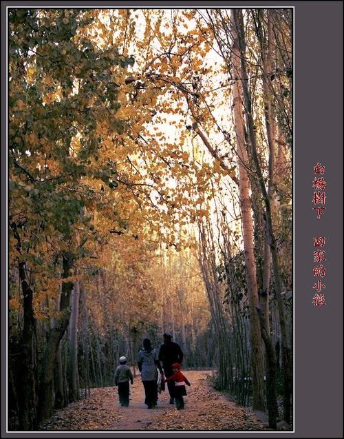 杨树（第二部分）
