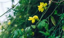 最爱的迎春花开了