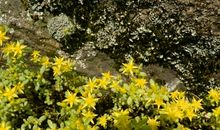 为顽强的生命鼓掌