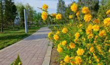 湖墅公园的春天