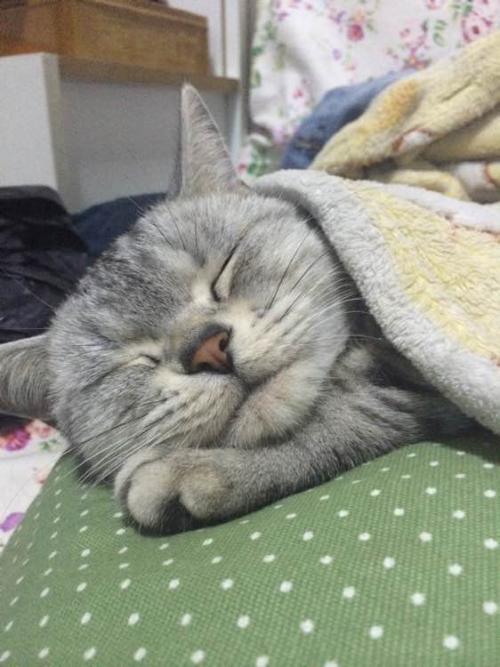 我永远的琪琪猫