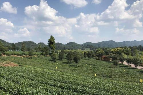 茶香弥漫花园