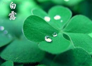 白鹿我最喜欢的节气