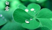 白露我最喜爱的节气