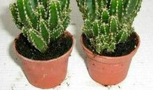 我最喜欢的植物仙人掌