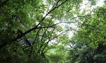 当那抹绿色进入我的视线