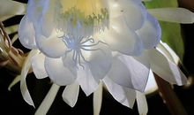 昙花一现只为韦陀