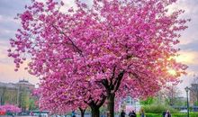 姗姗而来的春天