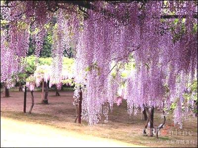 紫藤花