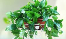 我最喜欢的植物绿萝