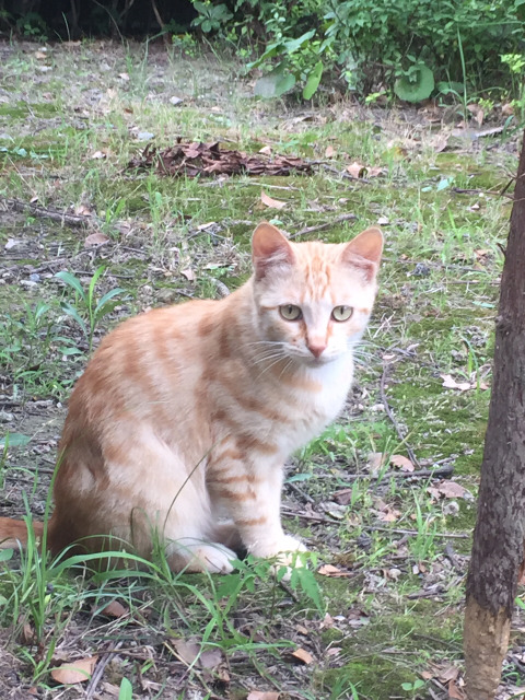 社区里的小猫