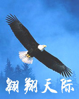 在天空中翔