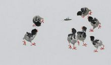 “闻鸡起舞”告诉我……