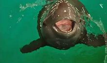 我的梦守护江豚梦