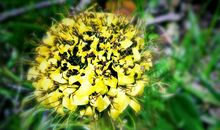 那朵花进入了我的视线