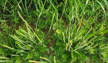 我在草丛里找到了春天