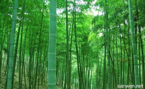 恐怖竹游戏组成