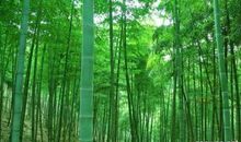 恐怖竹子游戏作文