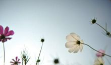 花在烈日下待放