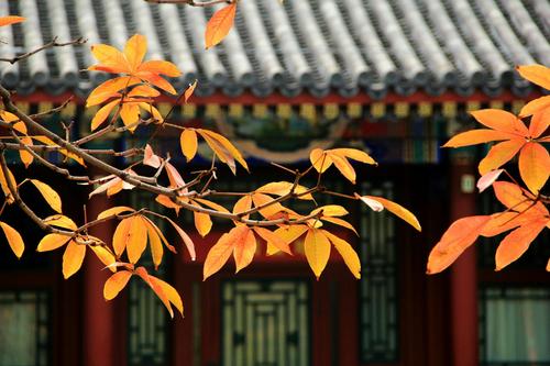 我爱秋天
