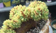 “变异”的多肉