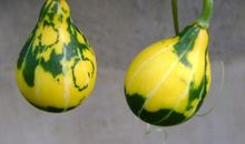 奶奶的葫芦瓢子