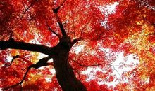 枫叶进入了我的视线