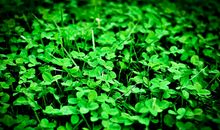 记忆中的那抹绿色