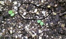 我就是那颗会发芽的种子