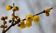 腊梅感受你的坚强