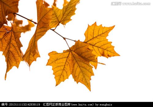 爱上梧桐叶