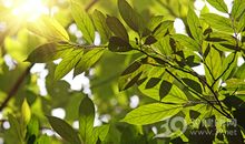 日光灿烂友情相伴