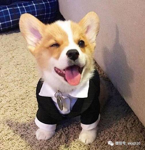 我的小柯基犬