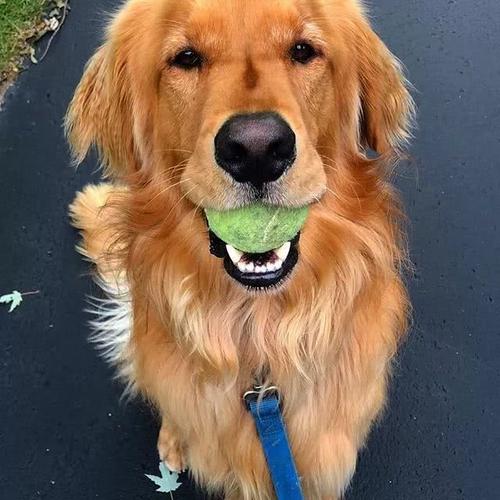 我最喜欢的金毛寻回犬