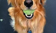 我喜欢的金毛犬