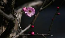 我愿做一株傲雪寒梅