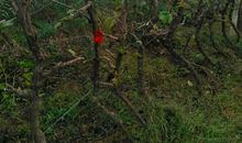 严冬中的葡萄树