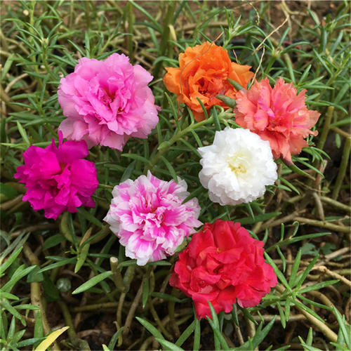 四个季节的向日葵
