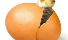 鸡蛋中的科学