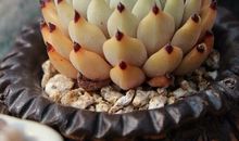 可爱的“肉肉”