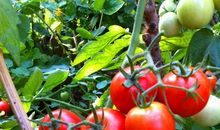 亲手种的小番茄