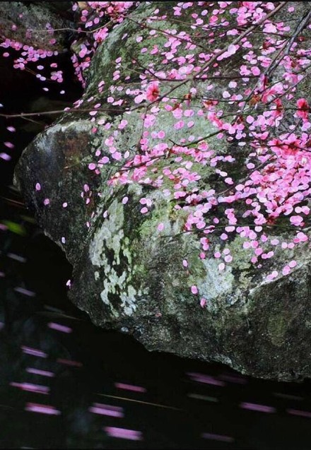 自由飞舞的花朵，如梦似幻